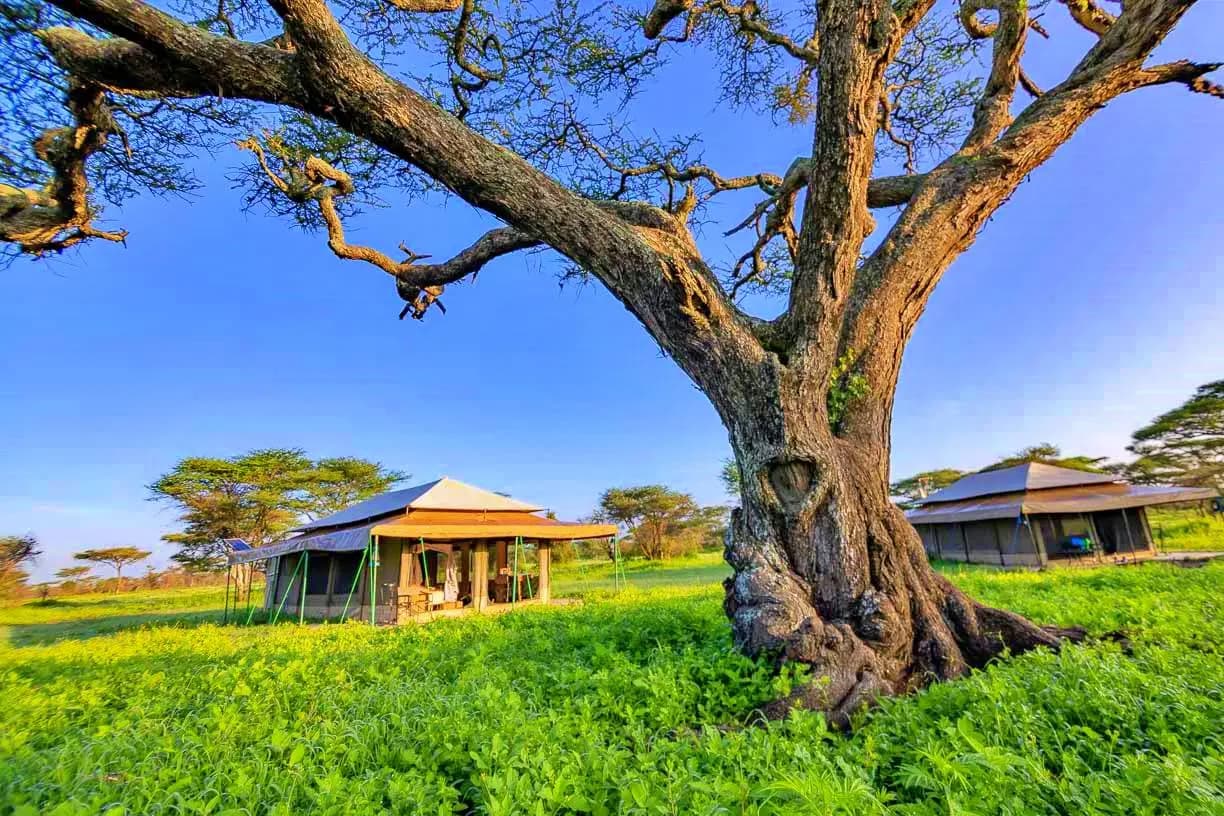 Tanzania Bush Tented Camp Ndutu