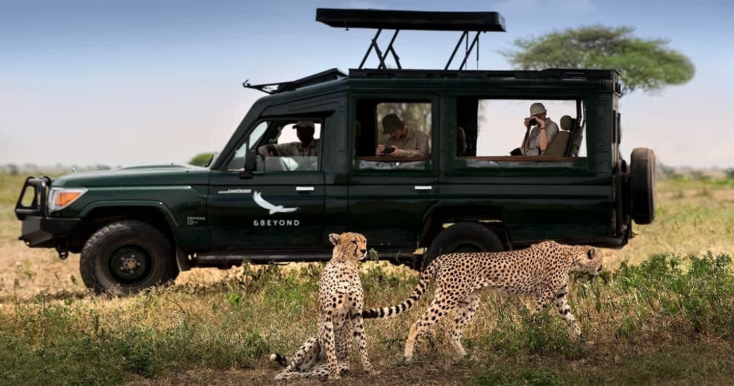 Game drive · 猎豹贴车而过