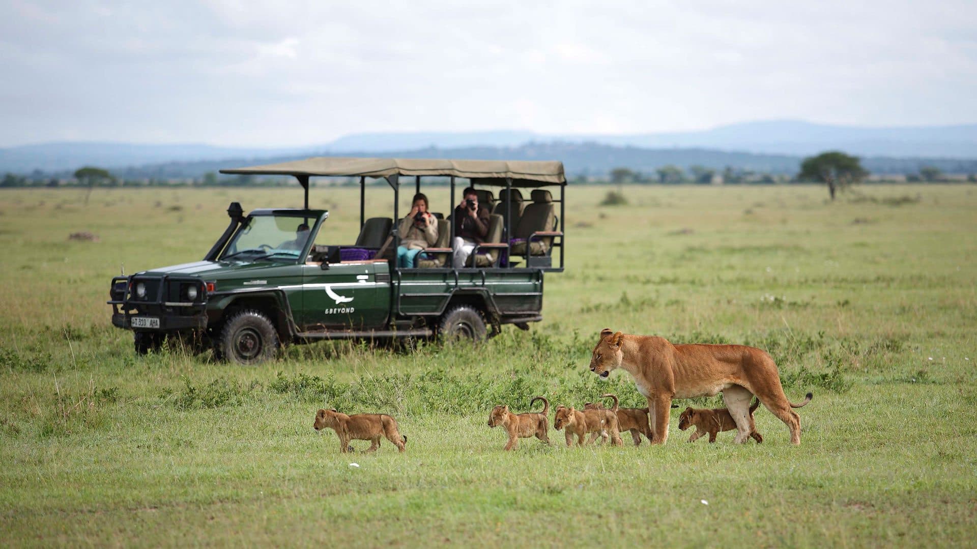 Game drive · 母狮带幼崽